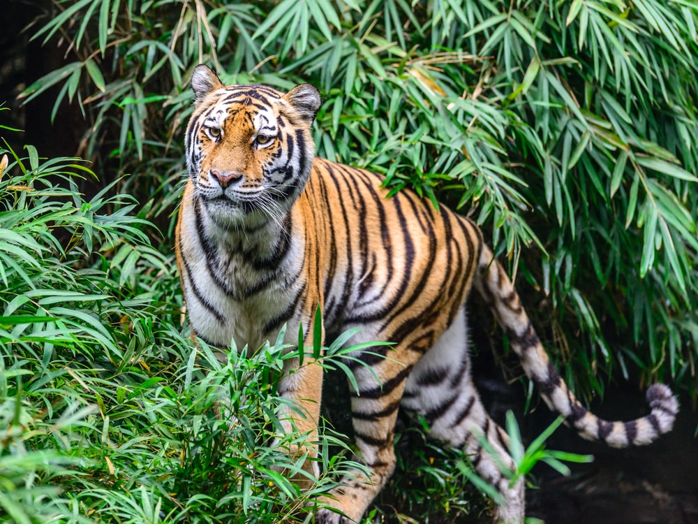 Бенгальский тигр в Индии.